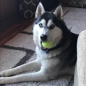 Meet your Posher, Sean